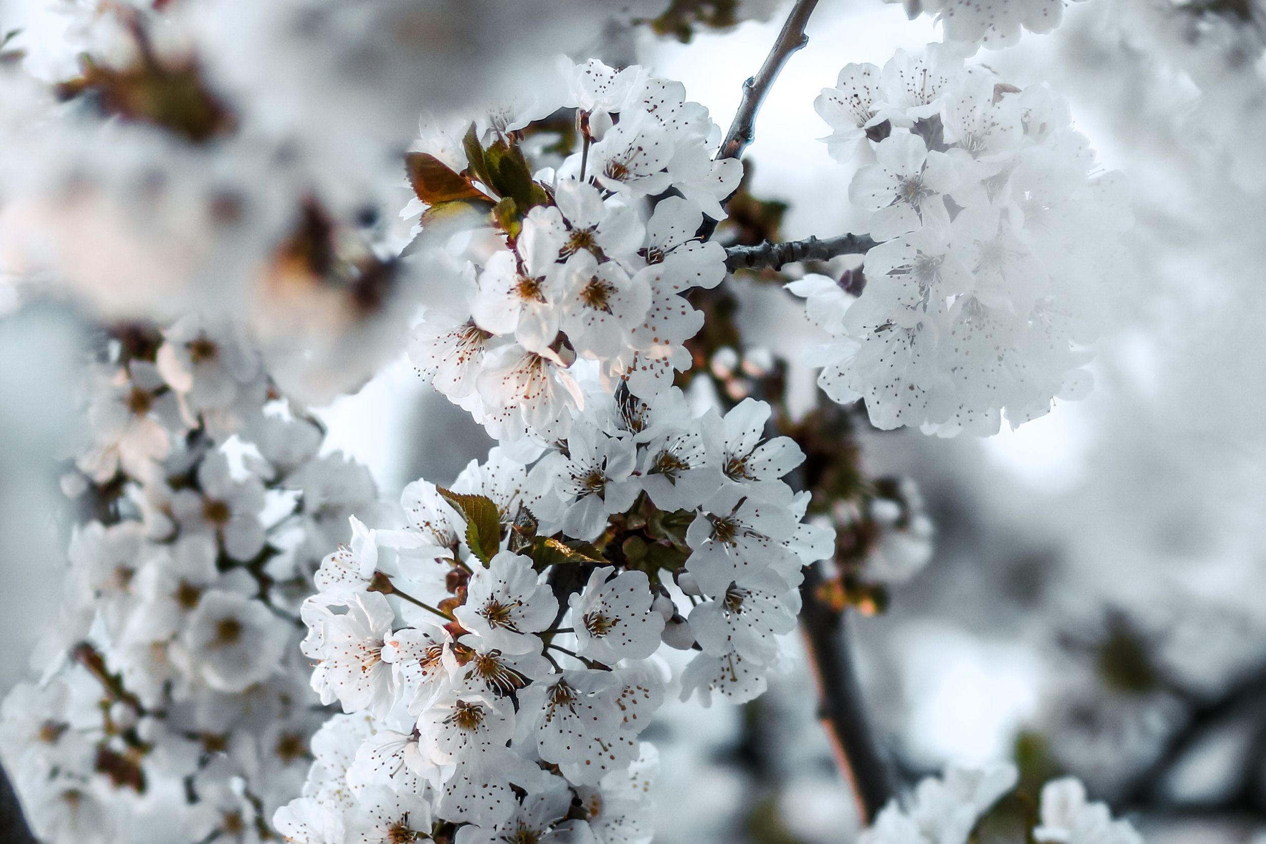 Nahaufnahme eines Astes mit vielen weißen Blüten